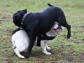 Ying und Yang