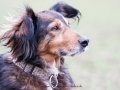 Definitiv die schönsten Hundeohren