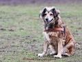Definitiv die schönste Hundedame