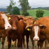 Eine Gruppe von Salers-Rindern