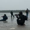 Robbenfotografieren im Schlick