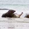 Spielchen im seichten Wasser