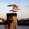 Möwe