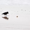 Dohle auf Futtersuche am Strand