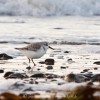 Strandläufer