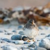 Meeresstrandläufer: Aufpasser